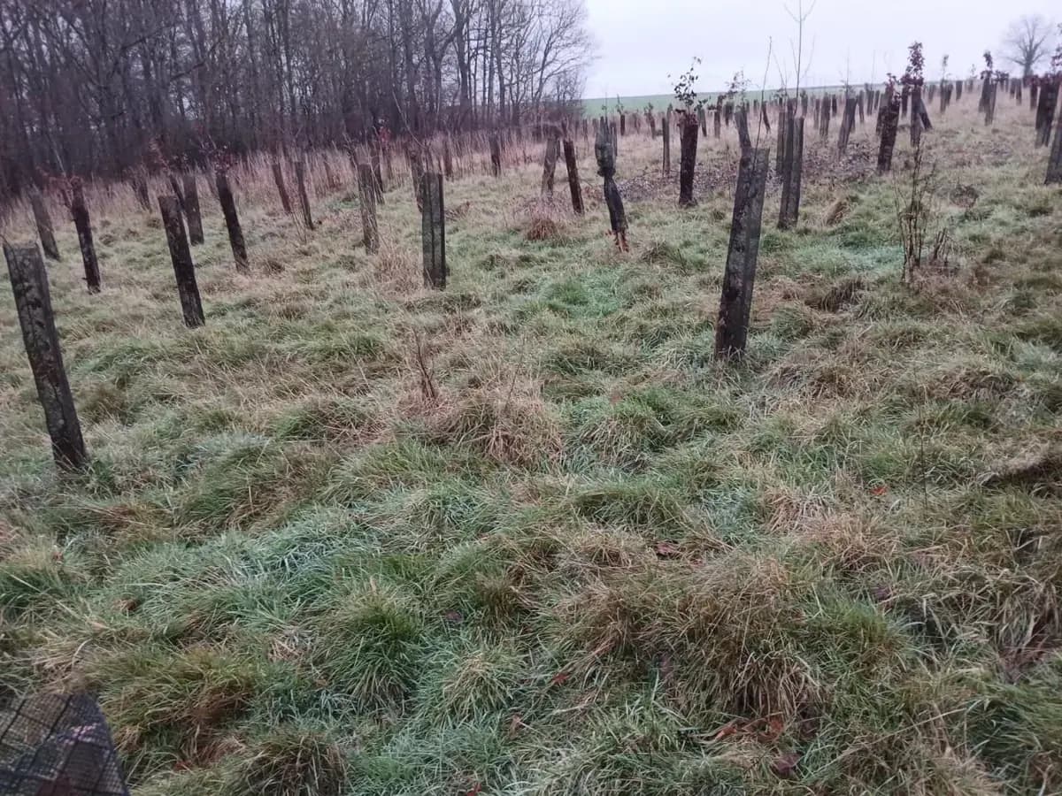 le bois des batailles des tres saints — photo 1
