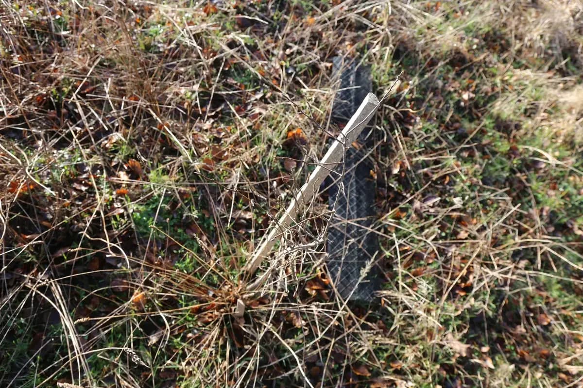le bois de la loge — photo 1