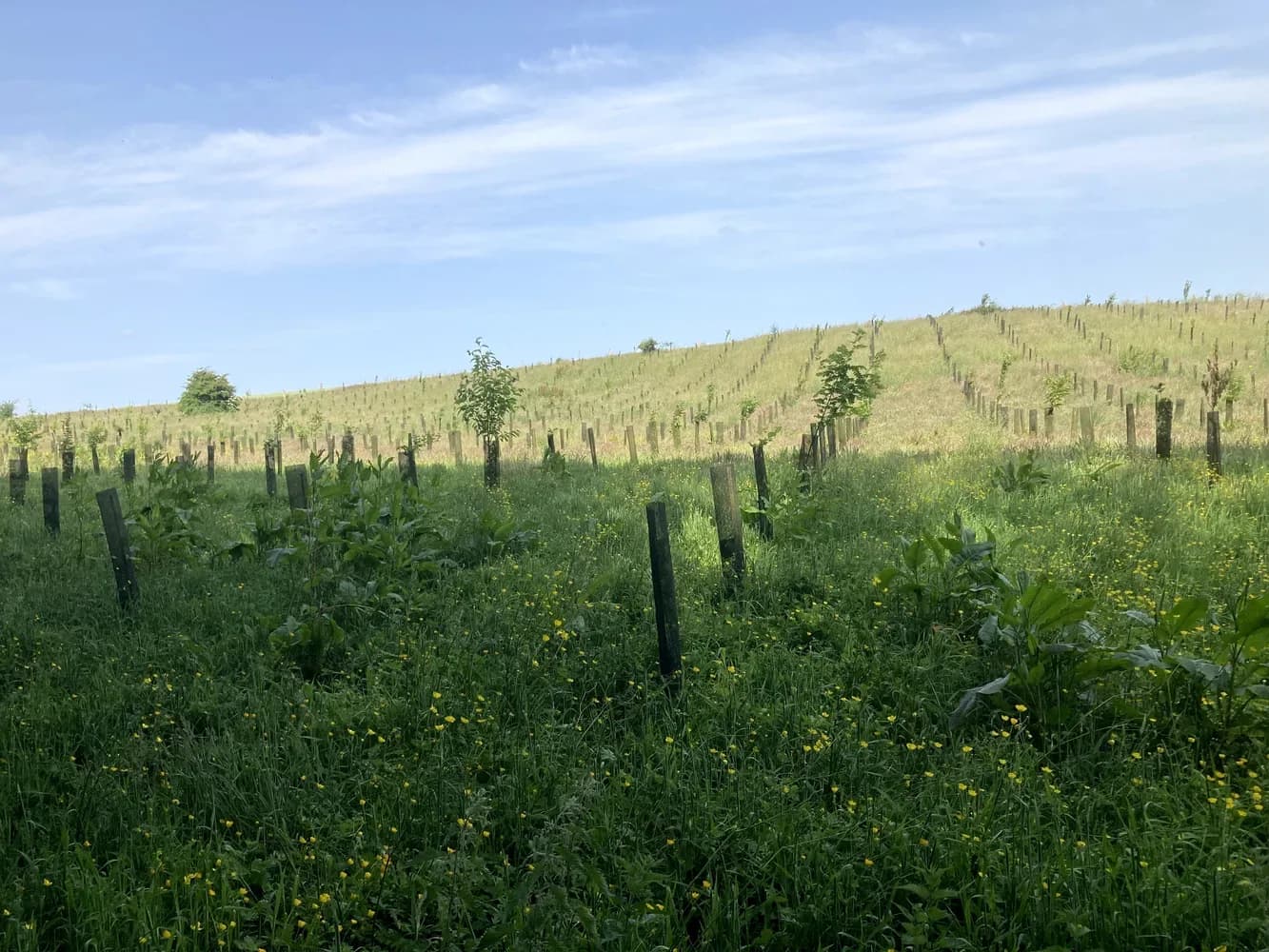le bois des limeux — photo 1