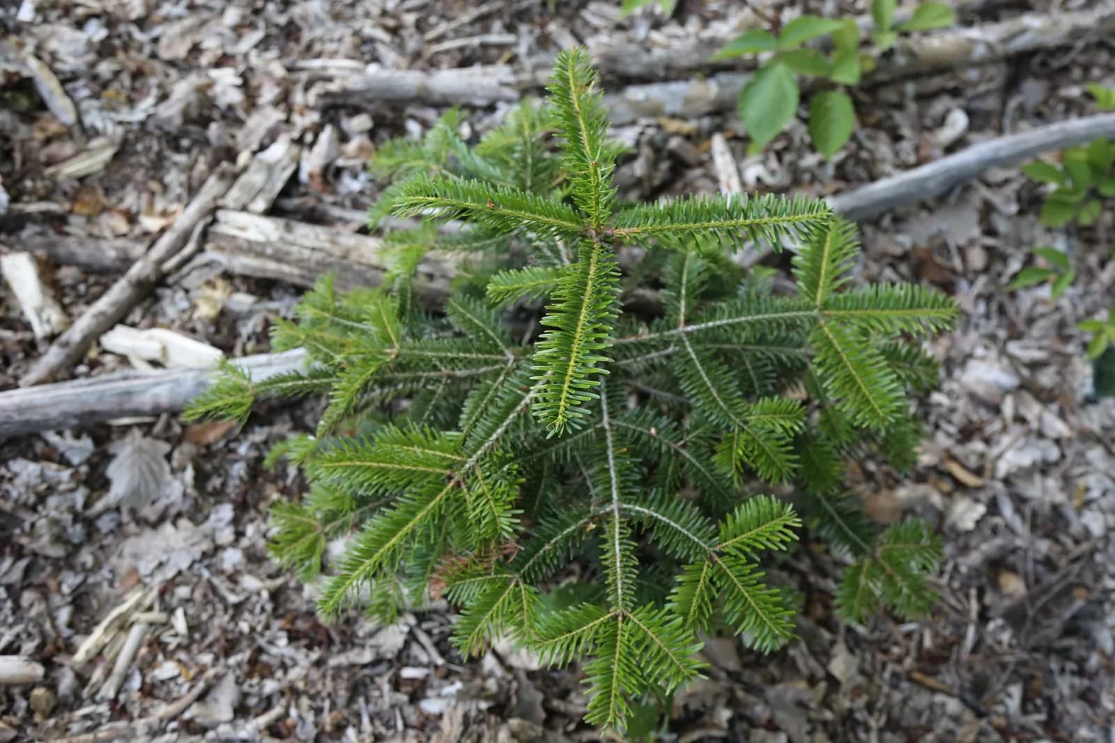 Le bois de la Gorge : jeune sapin planté entre les rémanents, juin 2023
