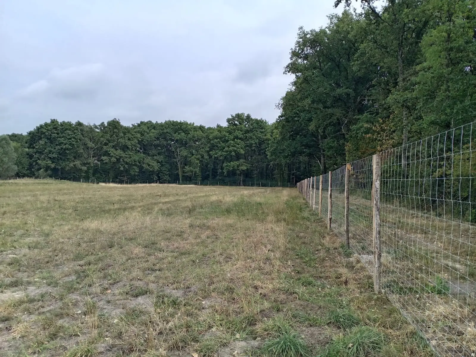 Le bois de la Pinardière : la parcelle clôturée en lisière de bois, octobre 2025