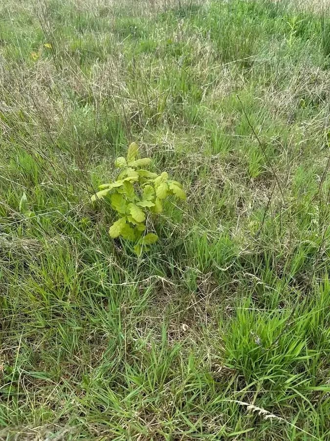 le bois des fruitieres — photo 1