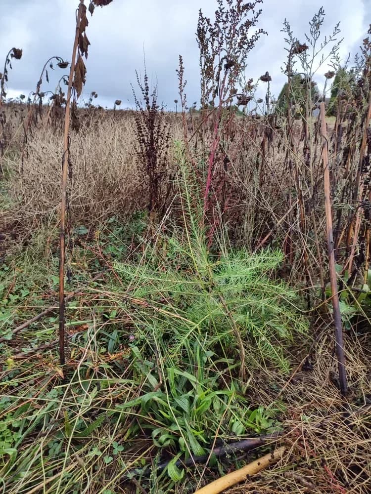 le bois de l autier — photo 1