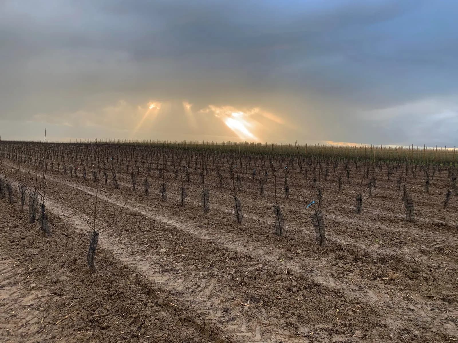 Les vergers de Sennevières : rangées de jeunes pommiers fraîchement plantés, novembre 2022