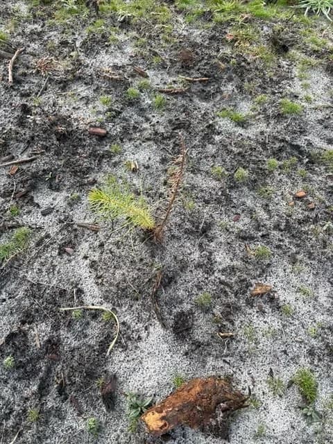le bois de bayle — photo 1