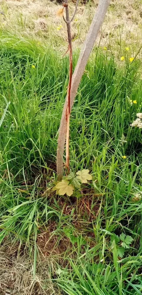 le bois de la buttelette — photo 1