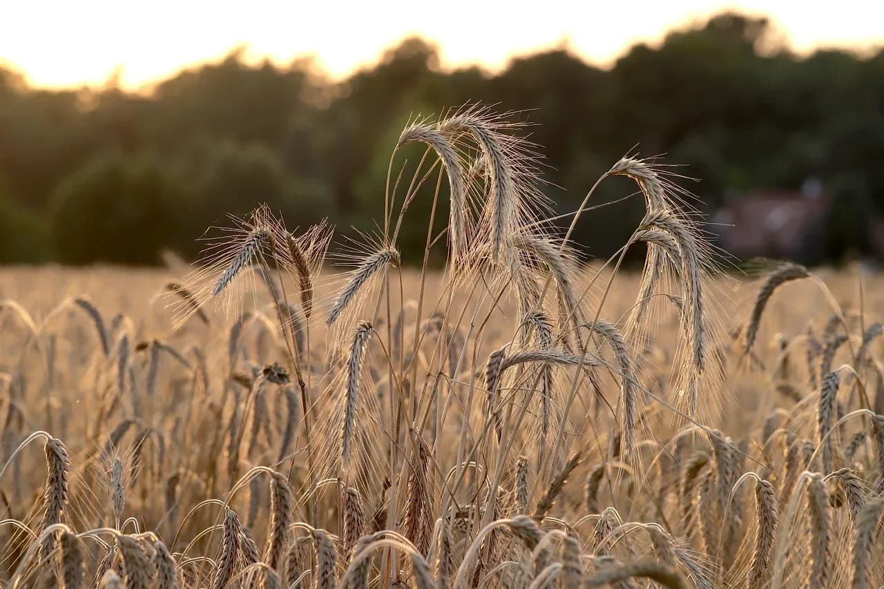 les sols enrichis du noyer — photo 1