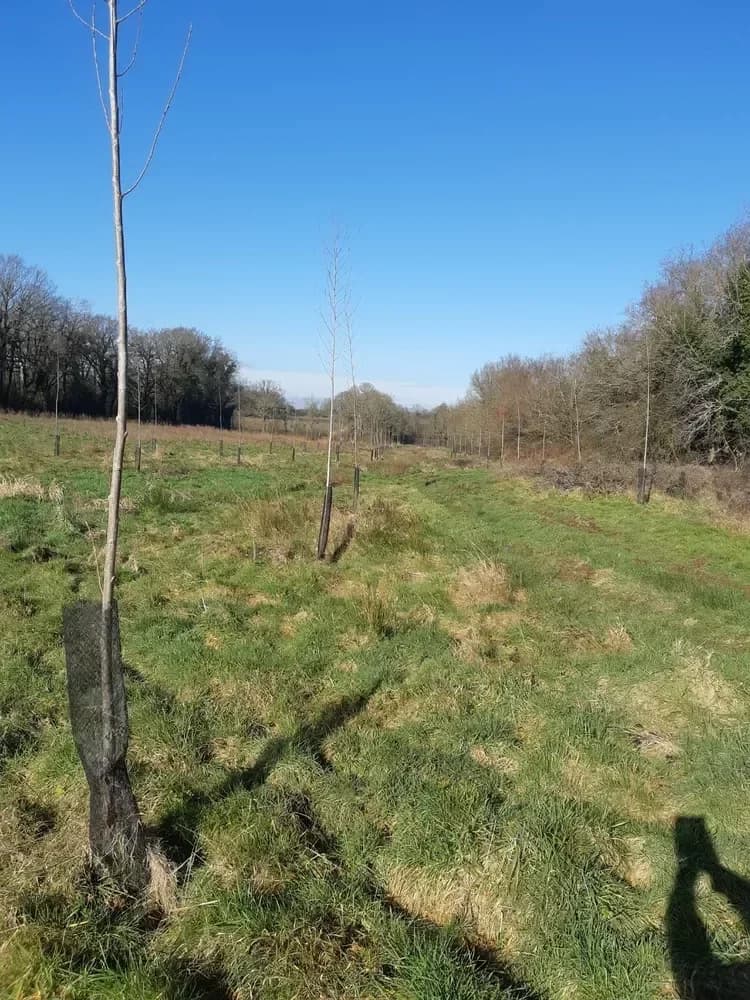 le bois de la bataillere — photo 1
