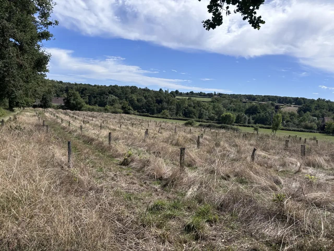Le bois de la Chassagne : rangs de jeunes arbres tuteurés et protégés dans la prairie, septembre 2025