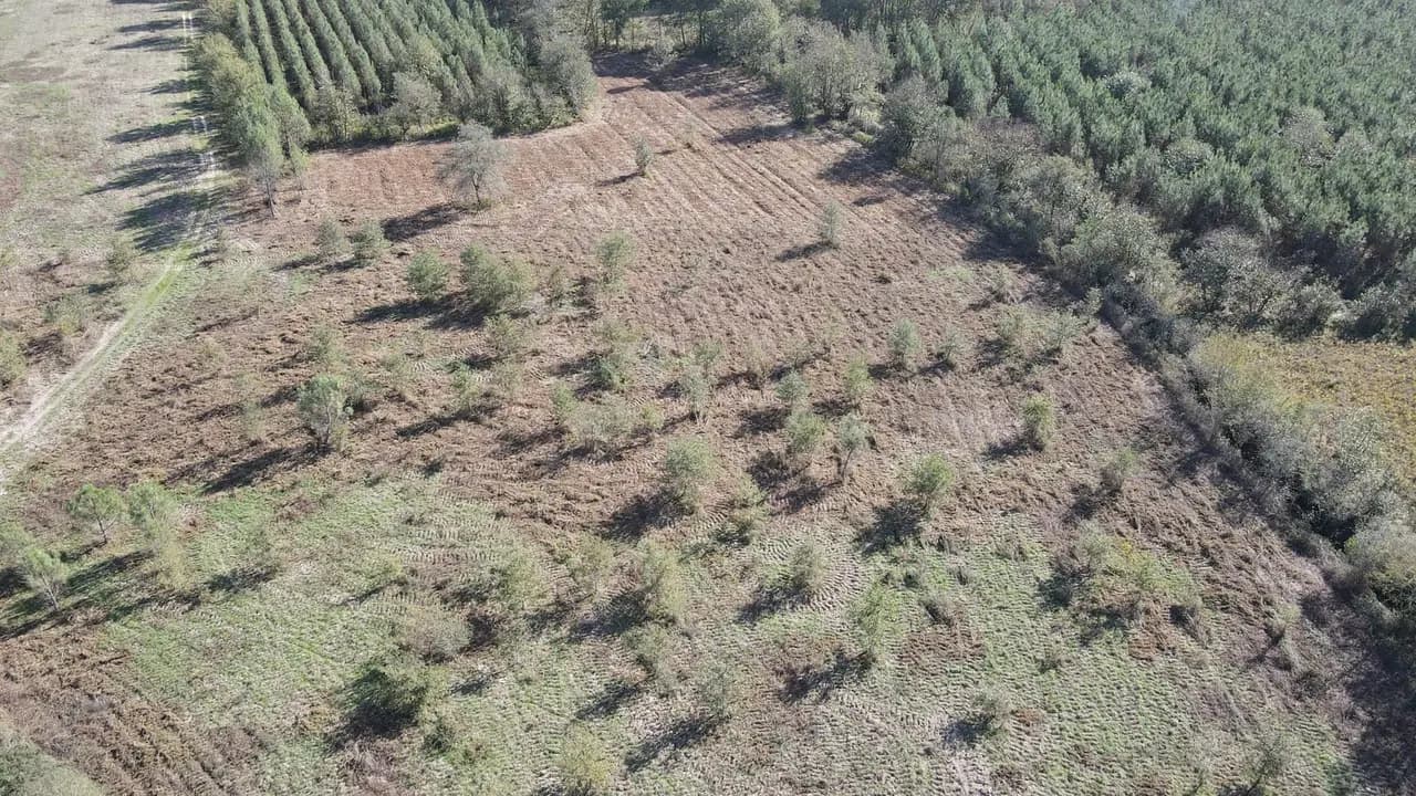 Le bois des Barbouats : vue aérienne de la parcelle préparée et des jeunes plants, octobre 2022