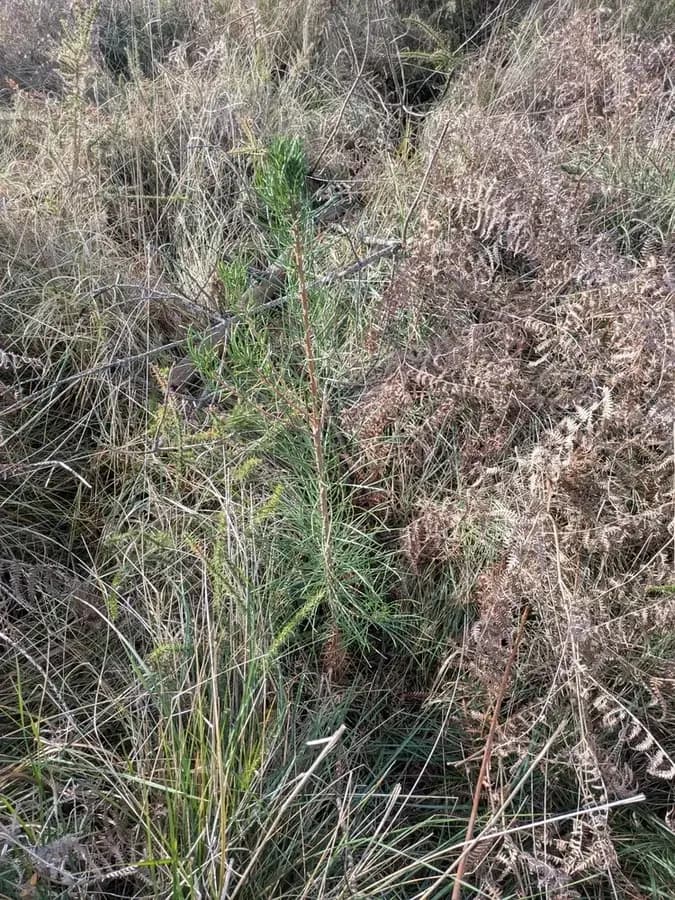 le bois de commensacq — photo 1