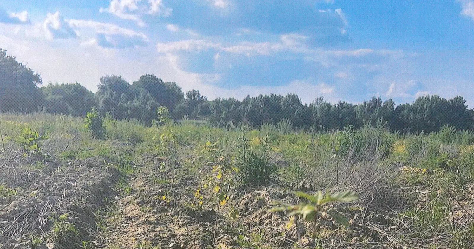 Le bois des Quatre Vents : jeunes plants dans les lignes de plantation, printemps 2024