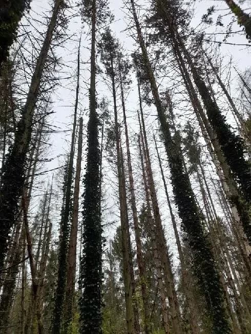 le bois des carrieres — photo 1