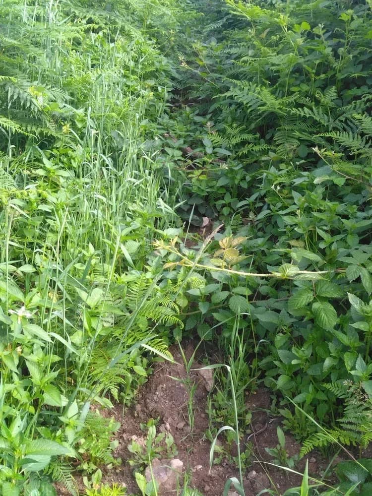 le bois de la montagne — photo 1