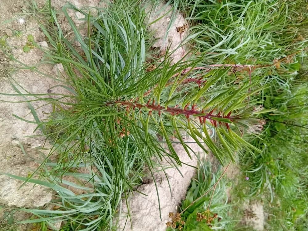 le bois de l arche — photo 1