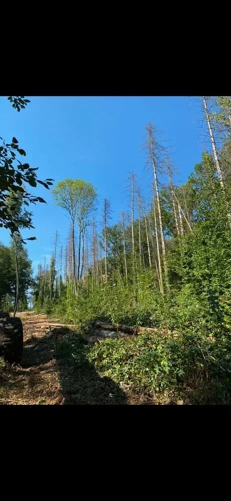 le bois des ambres — photo 1