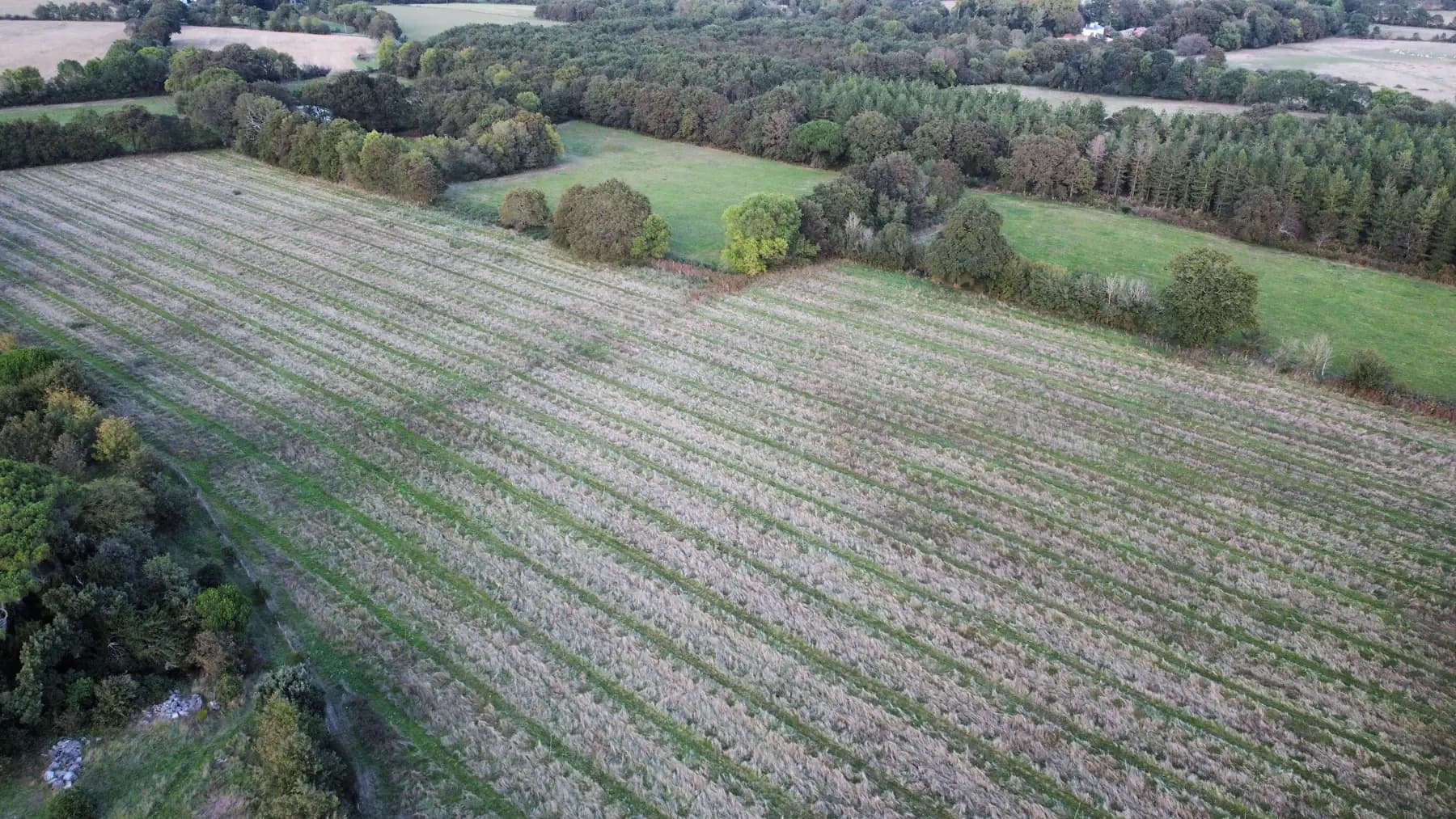 Young afforestation seen from the air, planting lines between meadows and woods