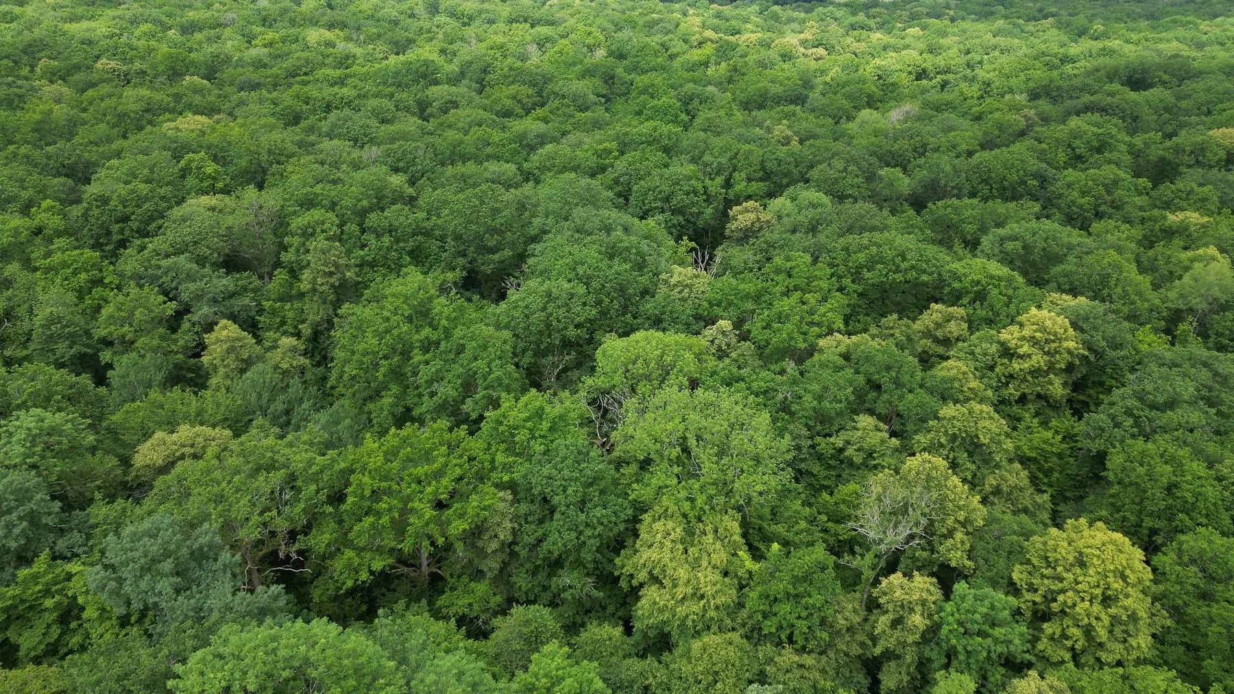 Dense broadleaf high forest seen from the air