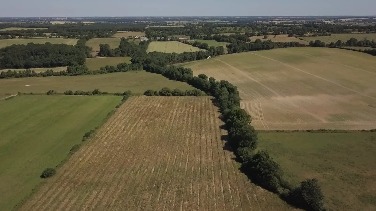 Haie bocagère entre deux parcelles cultivées