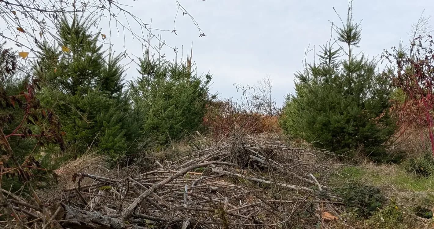 Jeunes plants de résineux sur une parcelle en reconstitution