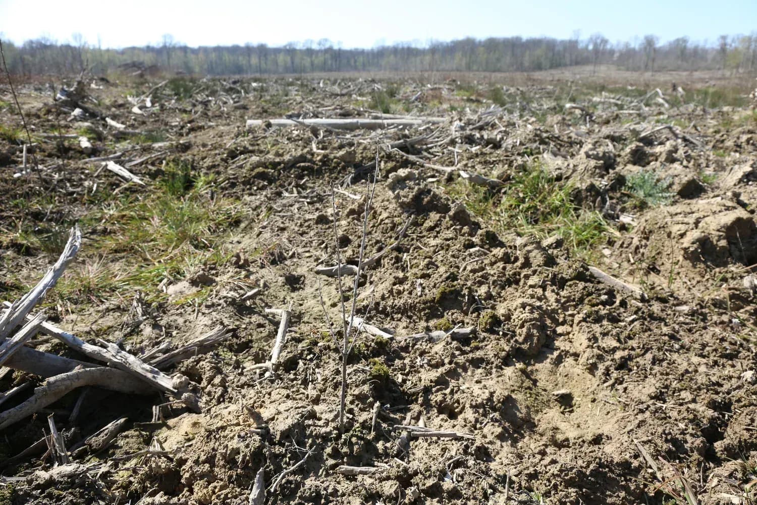 Parcelle du projet « Le bois de Talmay »