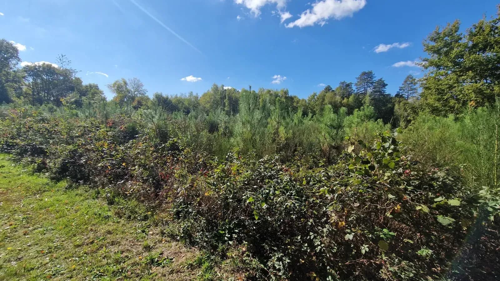 Parcelle du projet « Le bois des Grands Bocquessons »