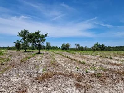 Parcelle du projet « Le bois de Beterey / Saturnin 2 »