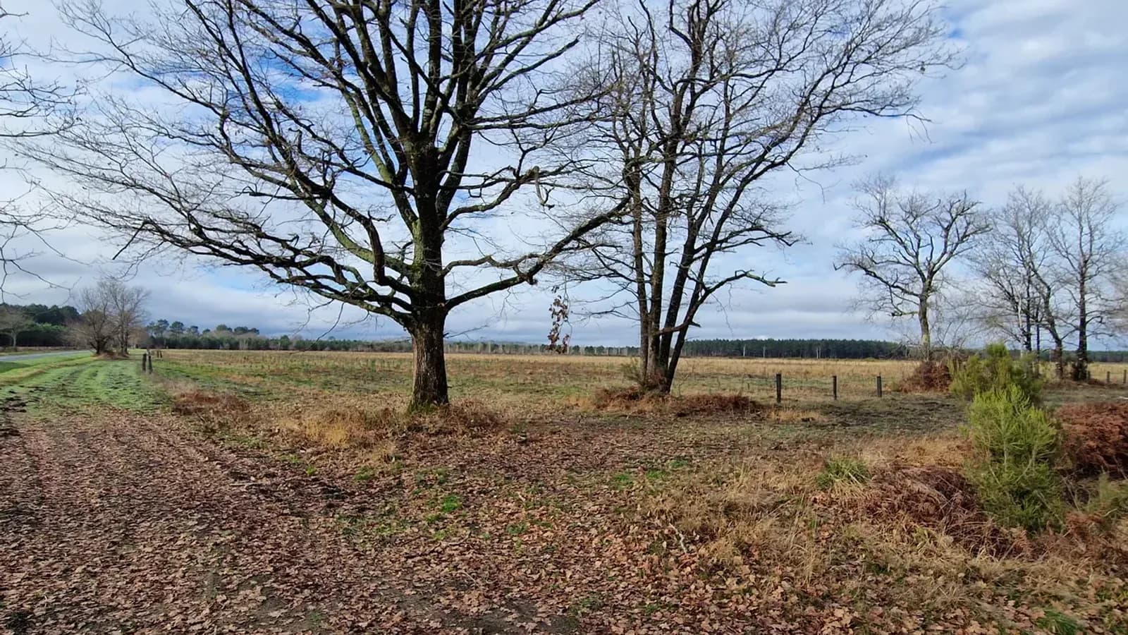 Parcelle du projet « Le bois de Caudos »