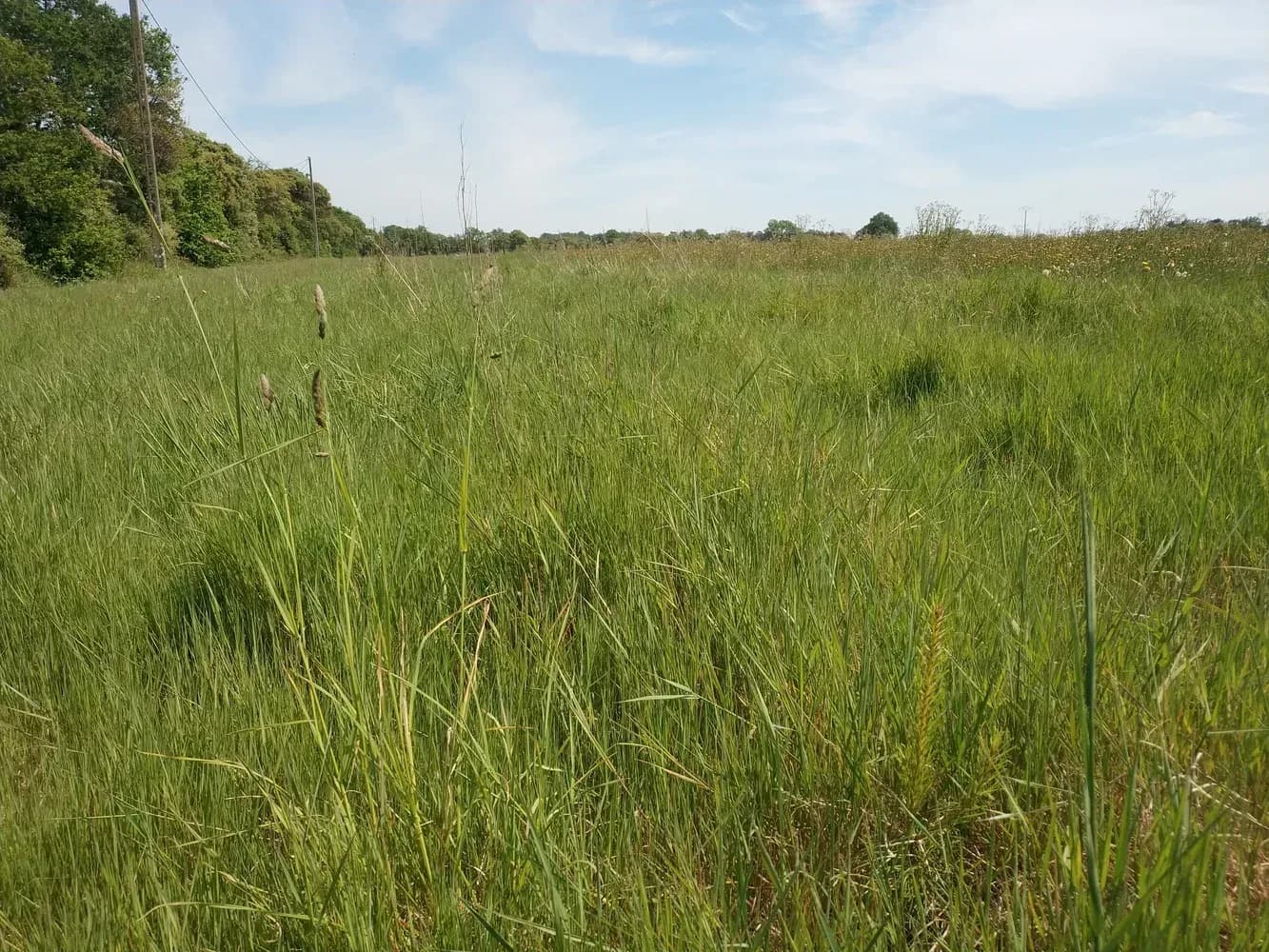 Parcelle du projet « Le bois de Sainte-Hélène »