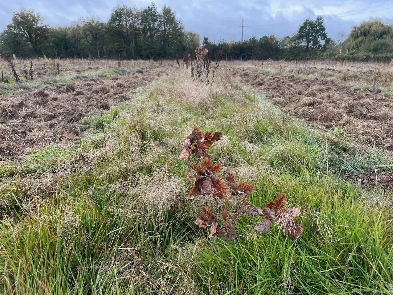 Parcelle du projet « Le bois des Challonges »