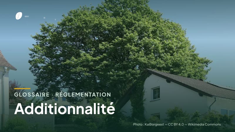 Illustration de la famille « Réglementation » du glossaire Stock CO₂, sur une photo de nature : chêne sessile (Quercus petraea)