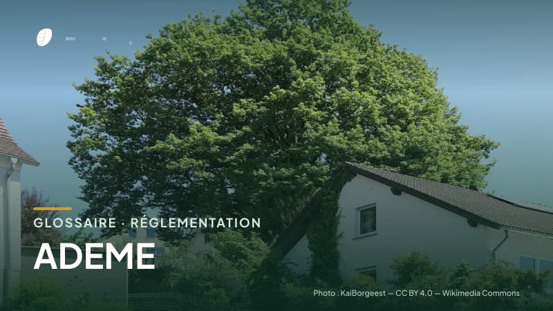 Illustration de la famille « Réglementation » du glossaire Stock CO₂, sur une photo de nature : chêne sessile (Quercus petraea)