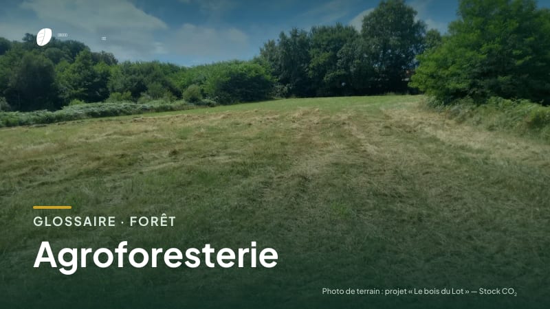 Illustration de la famille « Forêt » du glossaire Stock CO₂, sur une photo de terrain : parcelle du projet « Le bois du Lot »