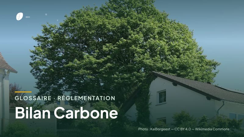 Illustration de la famille « Réglementation » du glossaire Stock CO₂, sur une photo de nature : chêne sessile (Quercus petraea)