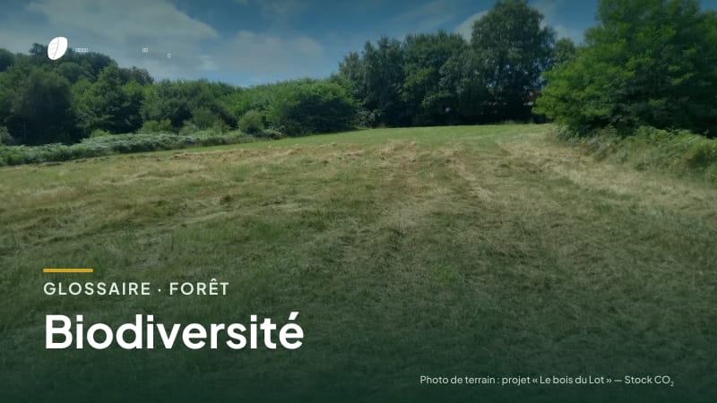 Illustration de la famille « Forêt » du glossaire Stock CO₂, sur une photo de terrain : parcelle du projet « Le bois du Lot »