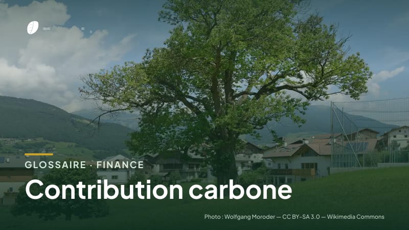 Illustration de la famille « Finance » du glossaire Stock CO₂, sur une photo de nature : châtaignier (Castanea sativa)