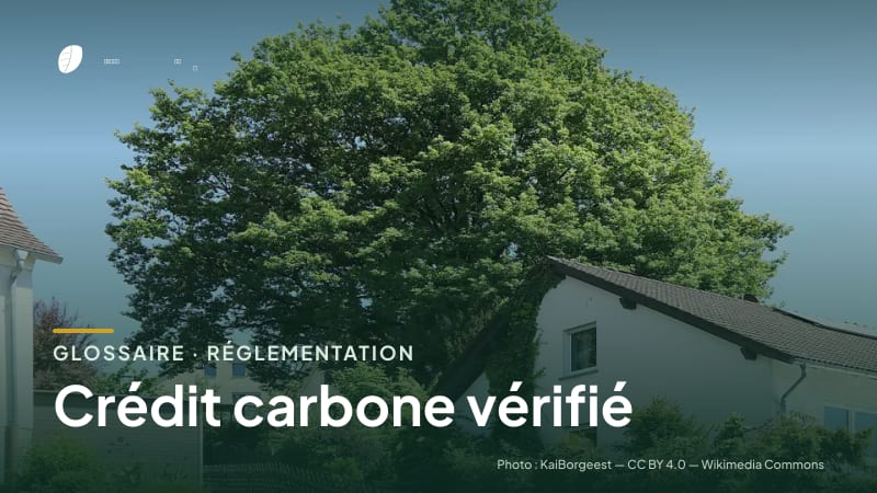 Illustration de la famille « Réglementation » du glossaire Stock CO₂, sur une photo de nature : chêne sessile (Quercus petraea)