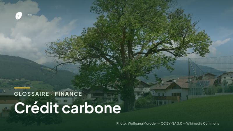 Illustration de la famille « Finance » du glossaire Stock CO₂, sur une photo de nature : châtaignier (Castanea sativa)