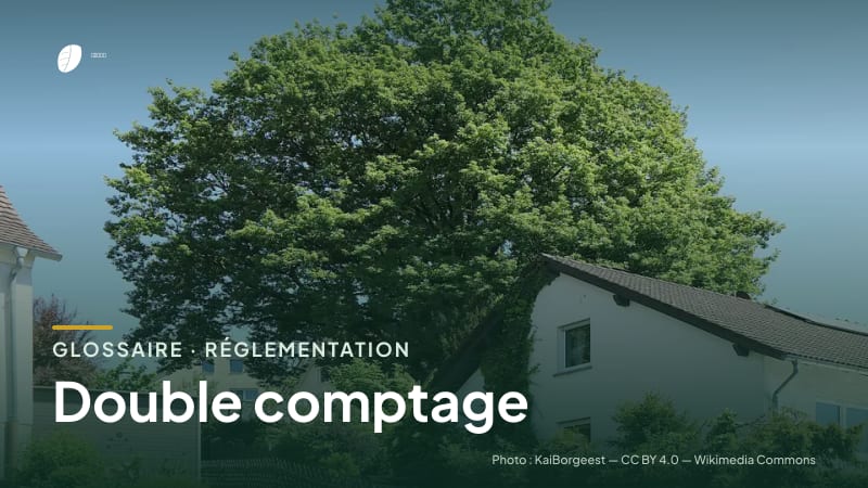 Illustration de la famille « Réglementation » du glossaire Stock CO₂, sur une photo de nature : chêne sessile (Quercus petraea)