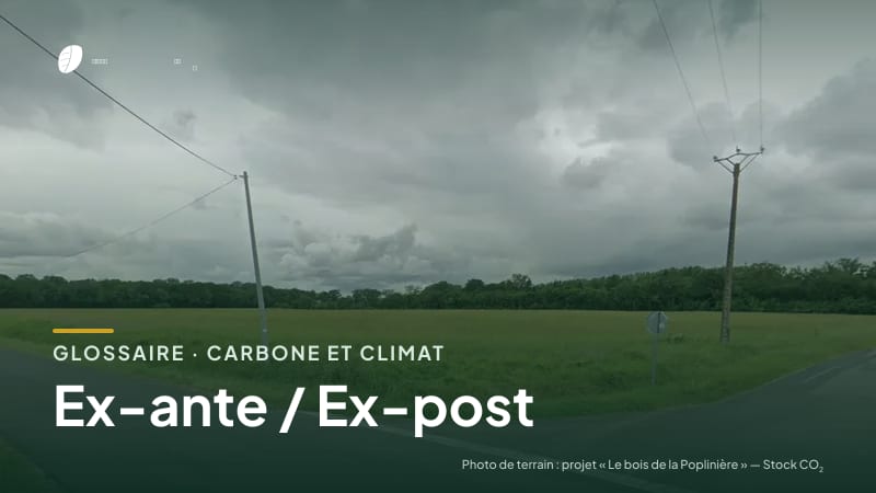 Illustration de la famille « Carbone et climat » du glossaire Stock CO₂, sur une photo de terrain : parcelle du projet « Le bois de la Poplinière »