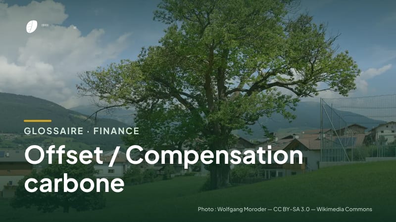 Illustration de la famille « Finance » du glossaire Stock CO₂, sur une photo de nature : châtaignier (Castanea sativa)