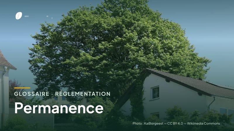 Illustration de la famille « Réglementation » du glossaire Stock CO₂, sur une photo de nature : chêne sessile (Quercus petraea)