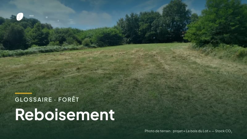 Illustration de la famille « Forêt » du glossaire Stock CO₂, sur une photo de terrain : parcelle du projet « Le bois du Lot »