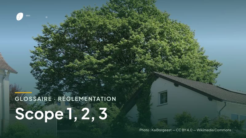 Illustration de la famille « Réglementation » du glossaire Stock CO₂, sur une photo de nature : chêne sessile (Quercus petraea)