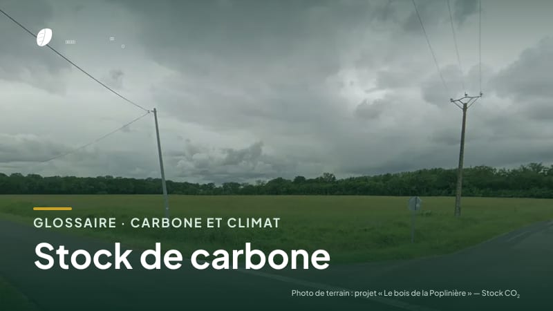 Illustration de la famille « Carbone et climat » du glossaire Stock CO₂, sur une photo de terrain : parcelle du projet « Le bois de la Poplinière »