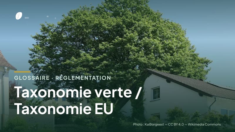 Illustration de la famille « Réglementation » du glossaire Stock CO₂, sur une photo de nature : chêne sessile (Quercus petraea)