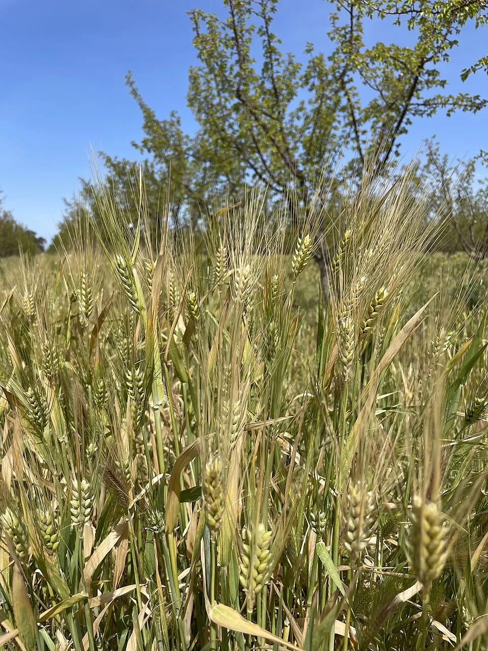 Couverts végétaux et biomasse